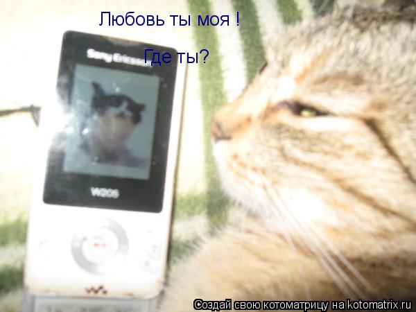 Любовь ты моя ! Где ты?... Котоматрица: Любовь ты моя ! Где ты?