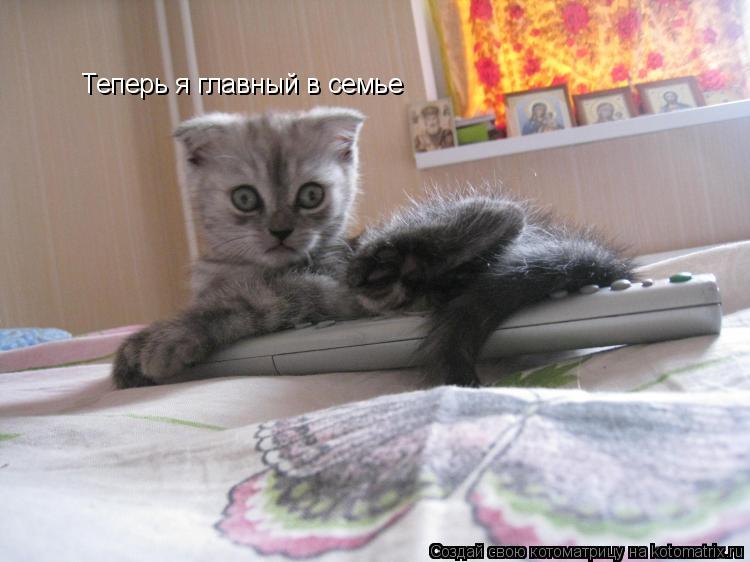 Теперь я главный в семье... Котоматрица: Теперь я главный в семье