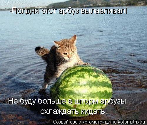 -Полдня этот арбуз вылавливал! Не буду больше в шторм арбузы охлаждать кидать!... Котоматрица: -Полдня этот арбуз вылавливал! Не буду больше в шторм арбузы охлаждать кидать!