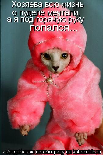 Хозяева всю жизнь о пуделе мечтали, а я под горячую руку попался...... Котоматрица: Хозяева всю жизнь о пуделе мечтали, а я под горячую руку попался...