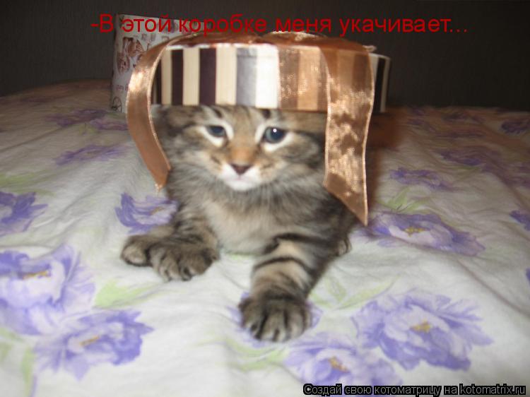 -В этой коробке меня укачивает...... Котоматрица: -В этой коробке меня укачивает...