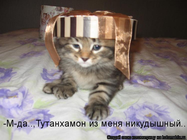 -М-да..,Тутанхамон из меня никудышный...... Котоматрица: -М-да..,Тутанхамон из меня никудышный...