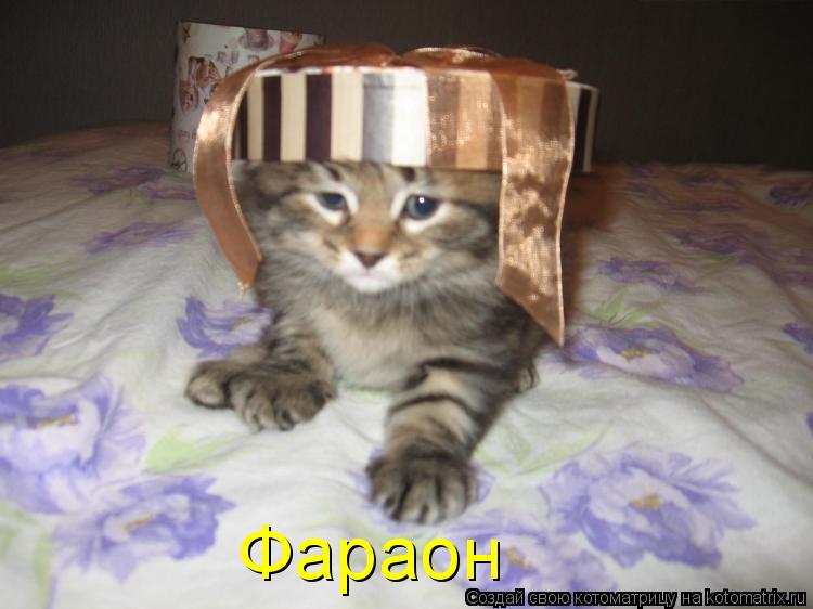Фараон... Котоматрица: Фараон