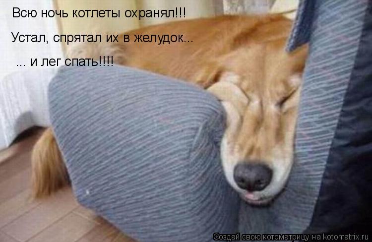 Всю ночь котлеты охранял!!! Устал, спрятал их в желудок... ... и лег спать!!!!... Котоматрица: Всю ночь котлеты охранял!!! Устал, спрятал их в желудок... ... и лег спать!!!!