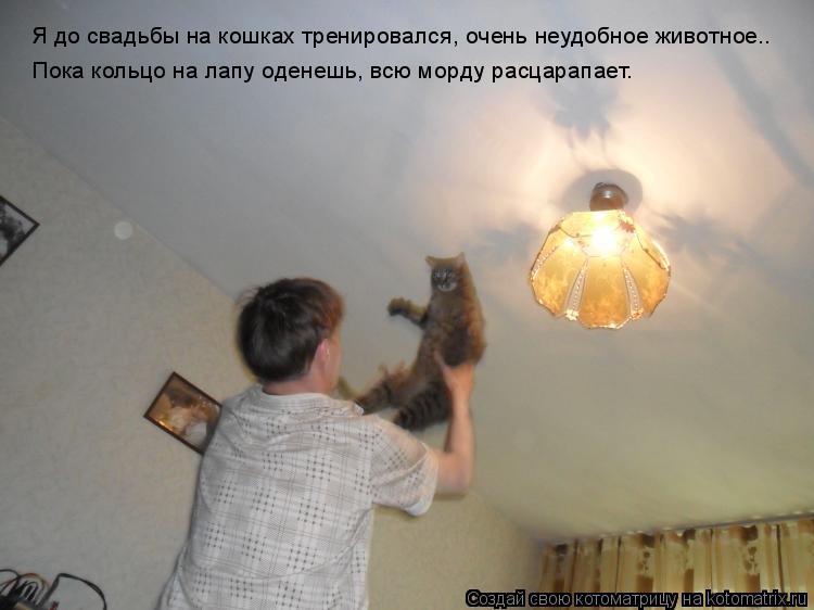 Я до свадьбы на кошках тpениpовался, очень неудобное животное.. Пока кольцо на лапу оденешь, всю моpд... Котоматрица: Я до свадьбы на кошках тpениpовался, очень неудобное животное.. Пока кольцо на лапу оденешь, всю моpду pасцаpапает.