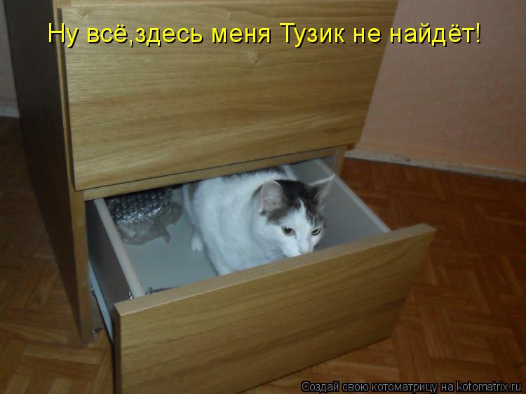 Ну всё,здесь меня Тузик не найдёт!... Котоматрица: Ну всё,здесь меня Тузик не найдёт!