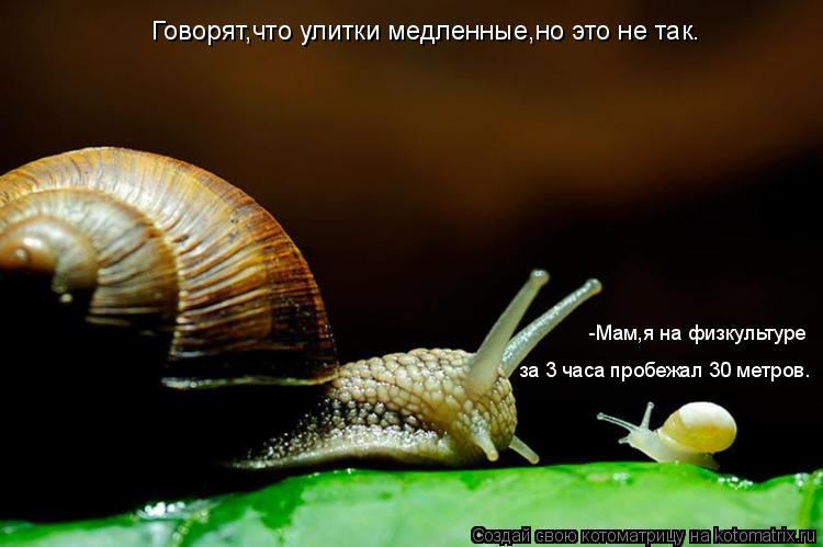 Говорят,что улитки медленные,но это не так. -Мам,я на физкультуре за 3 часа пробежал 30 метров.... Котоматрица: Говорят,что улитки медленные,но это не так. -Мам,я на физкультуре за 3 часа пробежал 30 метров.