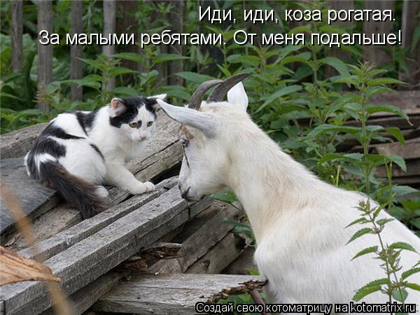 Иди, иди, коза рогатая. За малыми ребятами. От меня подальше!... Котоматрица: Иди, иди, коза рогатая. За малыми ребятами. От меня подальше!