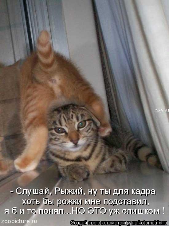 Котоматрица: - Слушай, Рыжий, ну ты для кадра хоть бы рожки мне подставил, я б и то понял...НО ЭТО уж слишком !