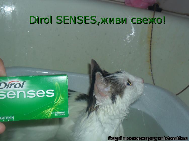 Dirol SENSES,живи свежо!... Котоматрица: Dirol SENSES,живи свежо!