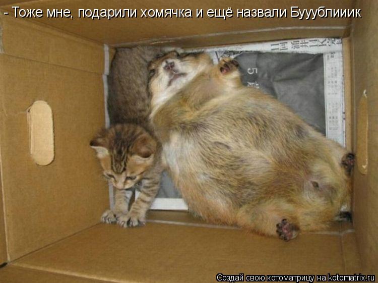- Тоже мне, подарили хомячка и ещё назвали Бууублииик... Котоматрица: - Тоже мне, подарили хомячка и ещё назвали Бууублииик