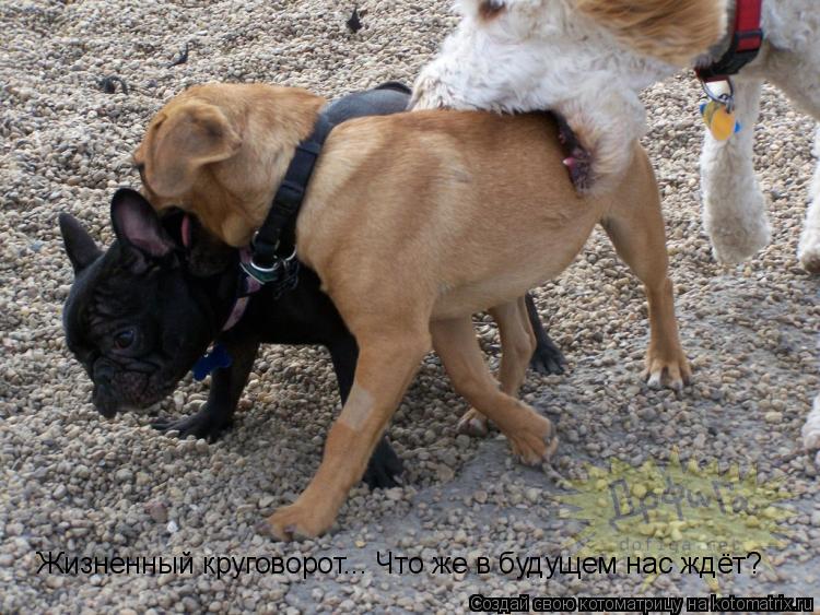 Жизненный круговорот... Что же в будущем нас ждёт?... Котоматрица: Жизненный круговорот... Что же в будущем нас ждёт?