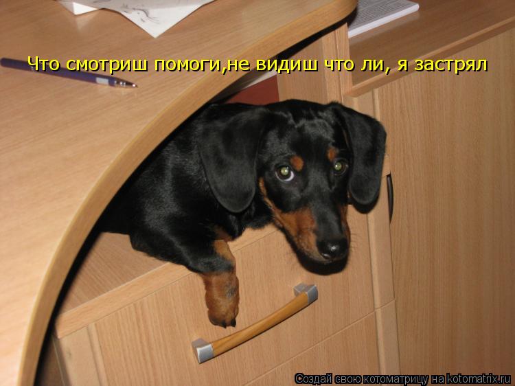 Что смотриш помоги,не видиш что ли, я застрял... Котоматрица: Что смотриш помоги,не видиш что ли, я застрял