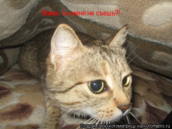 Мама, ты меня не съешь?!... Котоматрица: Мама, ты меня не съешь?!