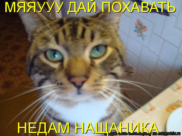 МЯЯУУУ ДАЙ ПОХАВАТЬ НЕДАМ НАЩАНИКА... Котоматрица: МЯЯУУУ ДАЙ ПОХАВАТЬ НЕДАМ НАЩАНИКА