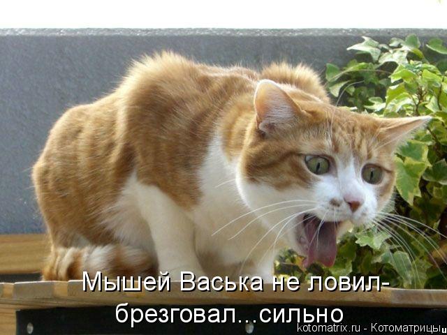 Мышей Васька не ловил- брезговал...сильно... Котоматрица: Мышей Васька не ловил- брезговал...сильно