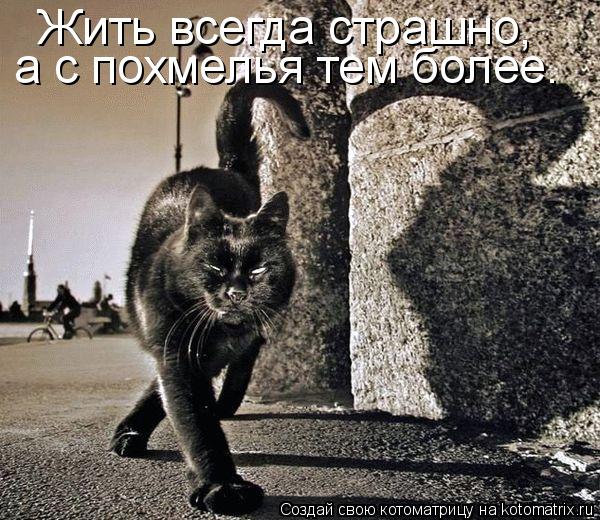 Жить всегда страшно, а с похмелья тем более.... Котоматрица: Жить всегда страшно, а с похмелья тем более.