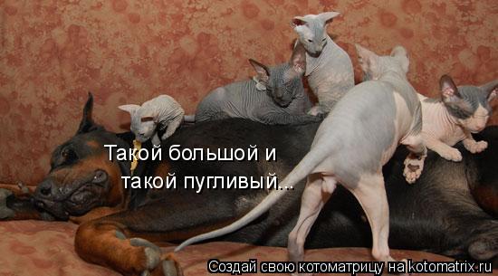 Такой большой и такой пугливый...... Котоматрица: Такой большой и такой пугливый...