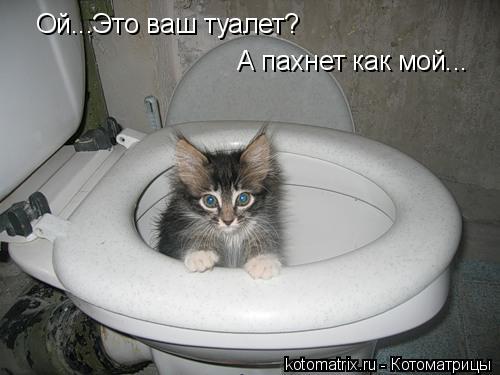 Ой...Это ваш туалет? А пахнет как мой...... Котоматрица: Ой...Это ваш туалет? А пахнет как мой...