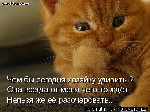 Чем бы сегодня хозяйку удивить ? Она всегда от меня чего-то ждёт. Нельзя же её разочаровать...... Котоматрица: Чем бы сегодня хозяйку удивить ? Она всегда от меня чего-то ждёт. Нельзя же её разочаровать...