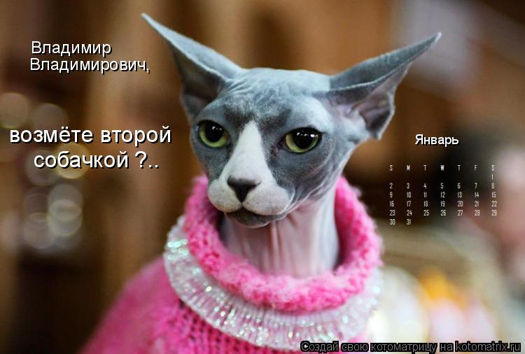 Январь Владимир Владимирович, возмёте второй собачкой ?..... Котоматрица: Январь Владимир Владимирович, возмёте второй собачкой ?..