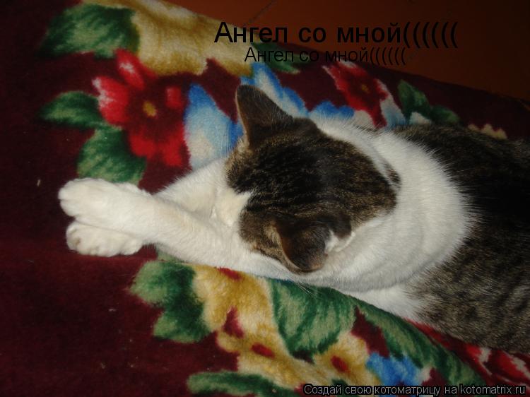 Ангел со мной(((((( Ангел со мной((((((... Котоматрица: Ангел со мной(((((( Ангел со мной((((((