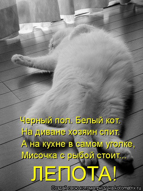 Черный пол. Белый кот. На диване хозяин спит. А на кухне в самом уголке, Мисочка с рыбой стоит... ЛЕП... Котоматрица: Черный пол. Белый кот. На диване хозяин спит. А на кухне в самом уголке, Мисочка с рыбой стоит... ЛЕПОТА!
