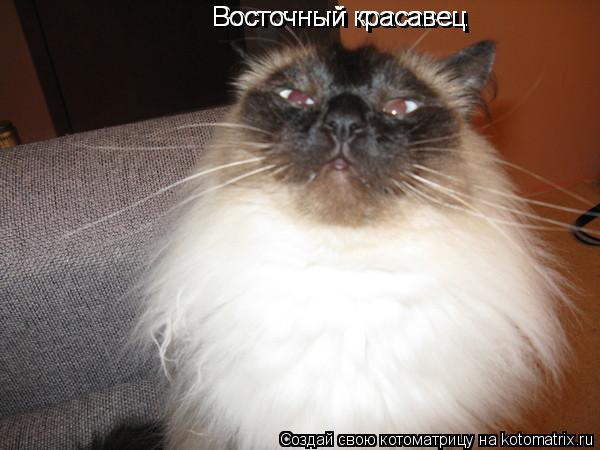 Восточный красавец Восточный красавец... Котоматрица: Восточный красавец Восточный красавец