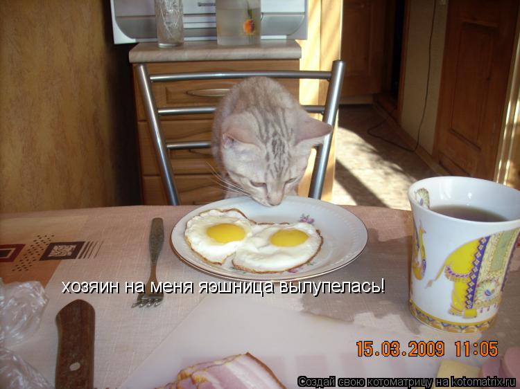 хозяин на меня яэшница вылупелась!... Котоматрица: хозяин на меня яэшница вылупелась!