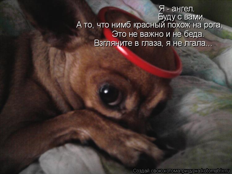 Я - ангел. Буду с вами. А то, что нимб красный похож на рога, Это не важно и не беда. Взгляните в гла... Котоматрица: Я - ангел. Буду с вами. А то, что нимб красный похож на рога, Это не важно и не беда. Взгляните в глаза, я не лгала...