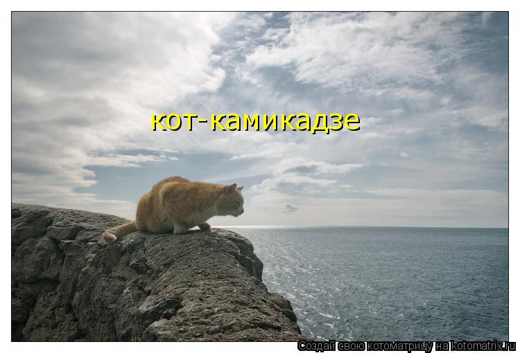 кот-камикадзе... Котоматрица: кот-камикадзе