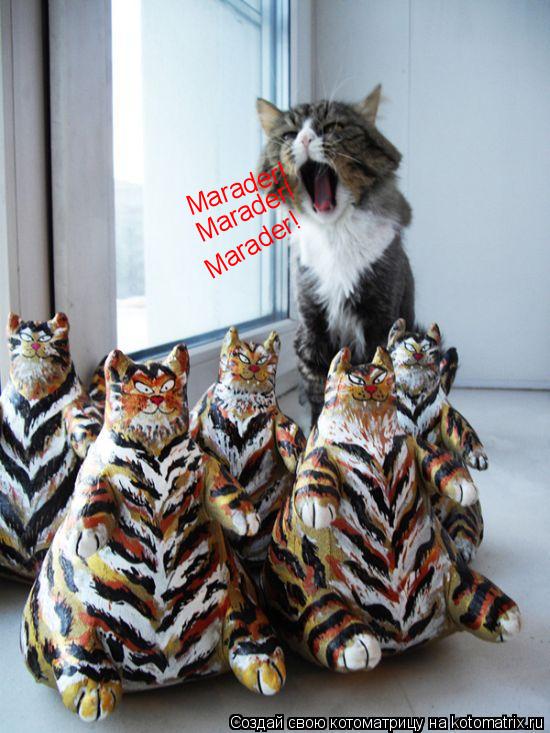 Marader! Marader! Marader!... Котоматрица: Marader! Marader! Marader!