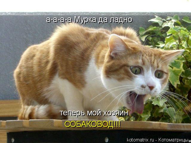 а-а-а-а Мурка да ладно теперь мой хозяин СОБАКОВОД!!!... Котоматрица: а-а-а-а Мурка да ладно теперь мой хозяин СОБАКОВОД!!!
