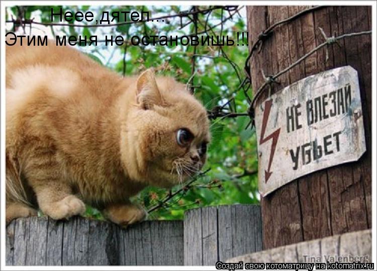 Неее,дятел... Этим меня не остановишь!!!... Котоматрица: Неее,дятел... Этим меня не остановишь!!!