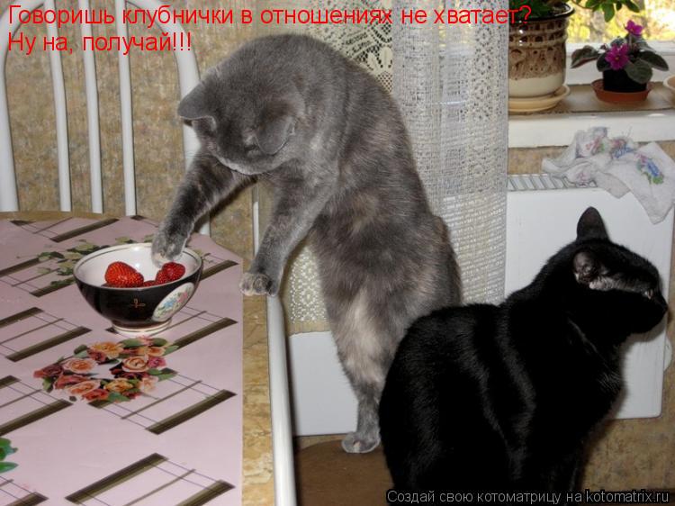 Говоришь клубнички в отношениях не хватает? Ну на, получай!!!... Котоматрица: Говоришь клубнички в отношениях не хватает? Ну на, получай!!!
