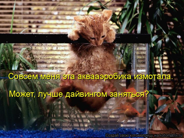 Совсем меня эта аквааэробика измотала. Может, лучше дайвингом заняться?... Котоматрица: Совсем меня эта аквааэробика измотала. Может, лучше дайвингом заняться?