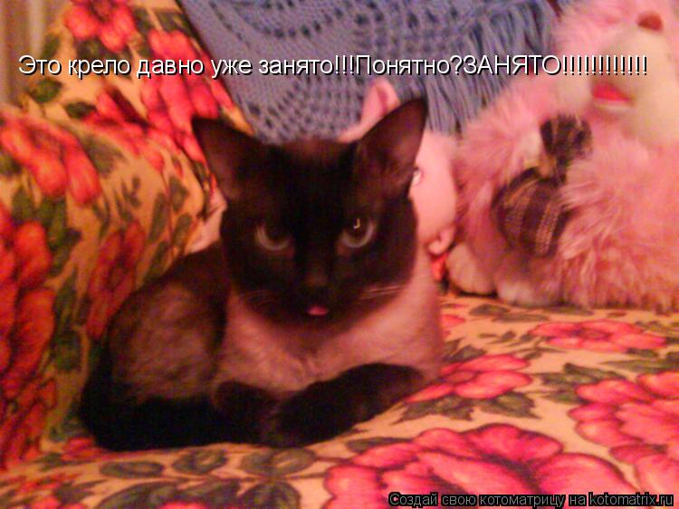 Это крело давно уже занято!!!Понятно?ЗАНЯТО!!!!!!!!!!!!... Котоматрица: Это крело давно уже занято!!!Понятно?ЗАНЯТО!!!!!!!!!!!!