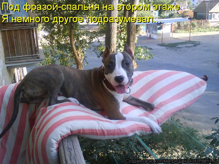 Котоматрица: Под фразой-спальня на втором этаже Я немного другое подразумевал... Я немного другое подразумевал...