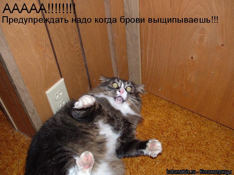 Котоматрица: ААААА!!!!!!!! Предупреждать надо когда брови выщипываешь!!!