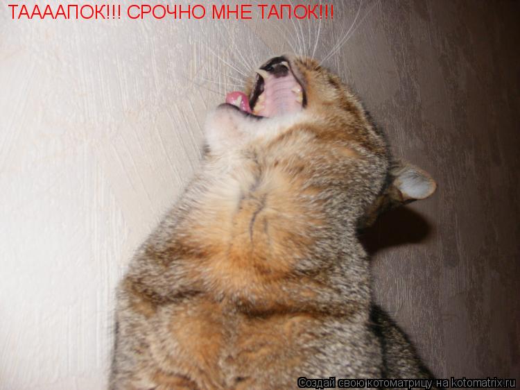 Котоматрица: ТААААПОК!!! СРОЧНО МНЕ ТАПОК!!!