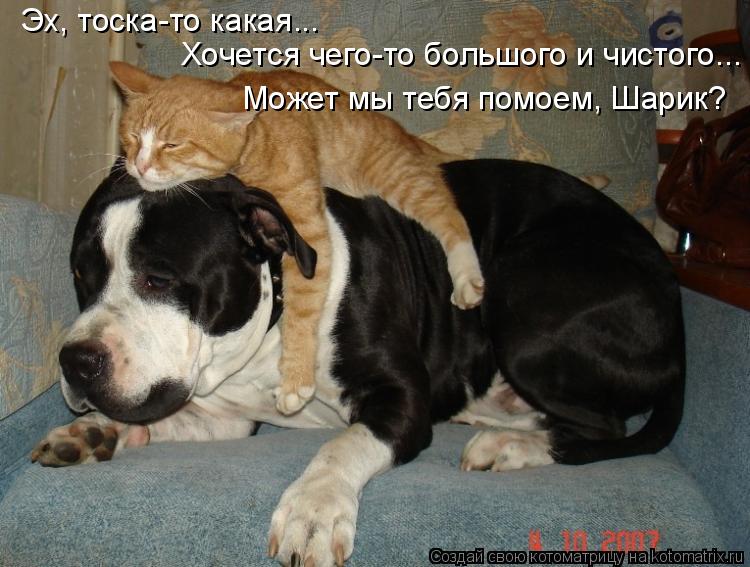 Эх, тоска-то какая... Хочется чего-то большого и чистого... Может мы тебя помоем, Шарик?... Котоматрица: Эх, тоска-то какая... Хочется чего-то большого и чистого... Может мы тебя помоем, Шарик?