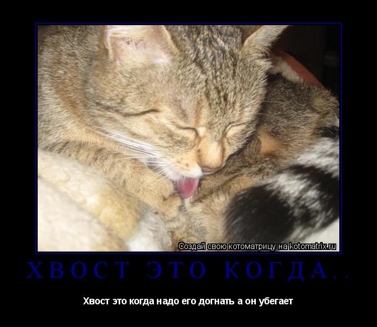 Хвост это когда.. Хвост это когда надо его догнать а он убегает... Котоматрица: Хвост это когда.. Хвост это когда надо его догнать а он убегает