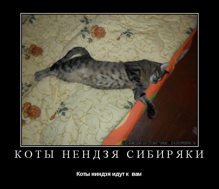 сибиряки коты фото онлайн сибиряки коты фото