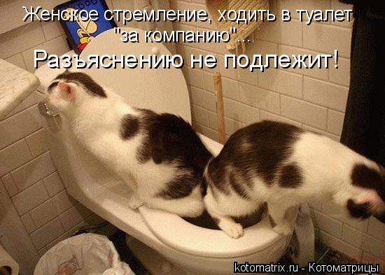 Женское стремление, ходить в туалет "за компанию"... Разъяснению не подлежит!... Котоматрица: Женское стремление, ходить в туалет "за компанию"... Разъяснению не подлежит!