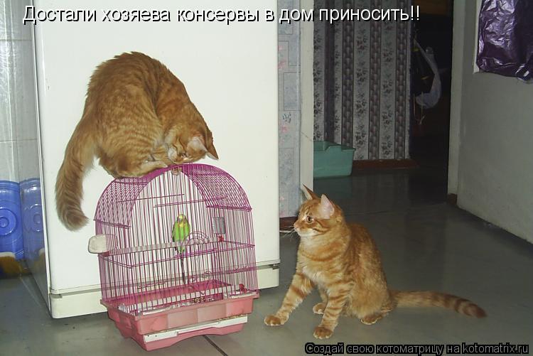 Котоматрица: Достали хозяева консервы в дом приносить!!