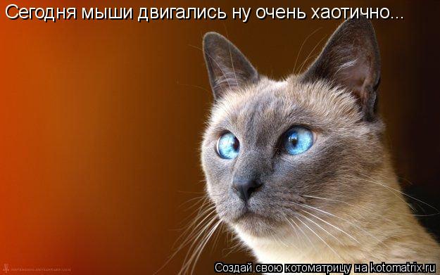 Котоматрица: Сегодня мыши двигались ну очень хаотично...