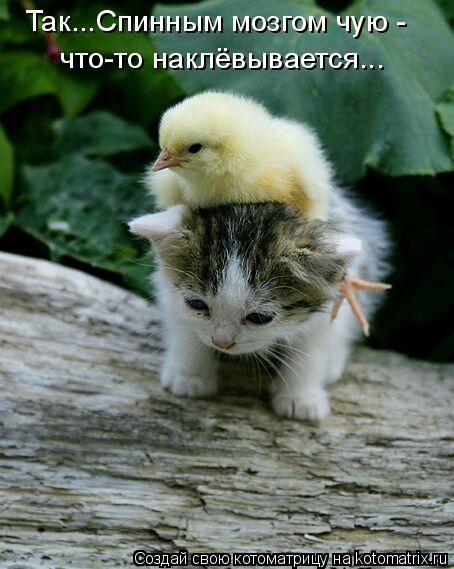 Котоматрица: Так...Спинным мозгом чую - что-то наклёвывается...