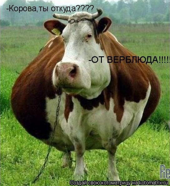 -Корова,ты откуда???? -ОТ ВЕРБЛЮДА!!!!!... Котоматрица: -Корова,ты откуда???? -ОТ ВЕРБЛЮДА!!!!!