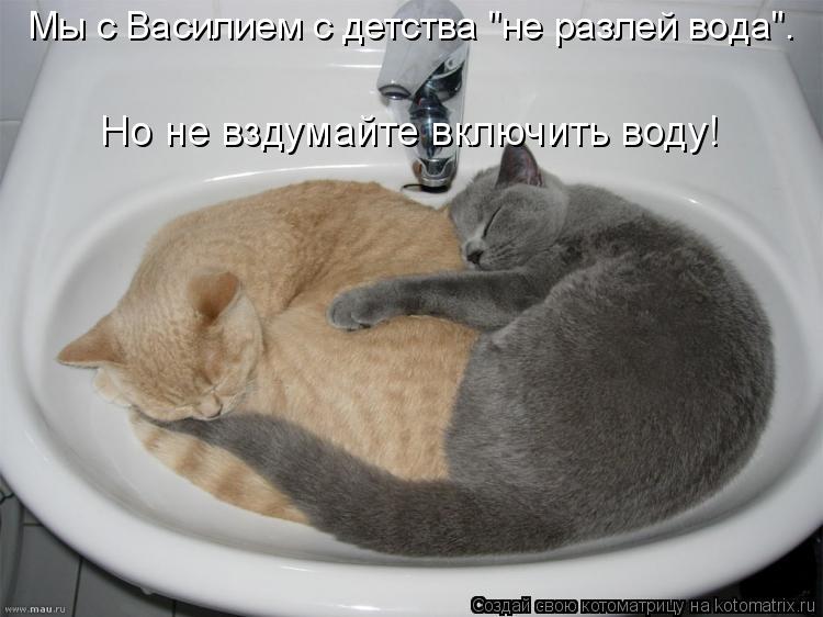 Котоматрица: Мы с Василием с детства "не разлей вода".  Но не вздумайте включить воду!