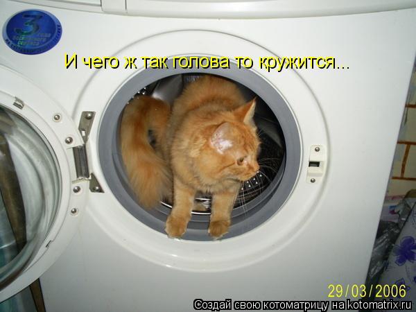 И чего ж так голова то кружится...... Котоматрица: И чего ж так голова то кружится...